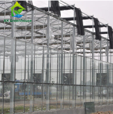 Commercial Tempered Glass Venlo Type Greenhouse Multispan For Agricultural