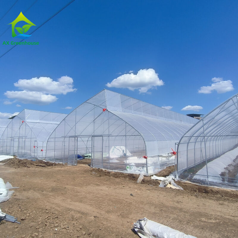 Single-Span Sawtooth Design Tropical Plastic Film Greenhouse Tunnel Customized for Vegetable Growing