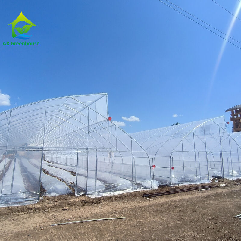 Single-Span Sawtooth Design Tropical Plastic Film Greenhouse Tunnel Customized for Vegetable Growing
