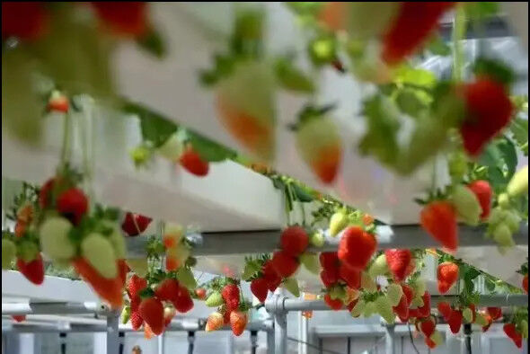 Soilless Indoor Farming Strawberry Growing PVC Tube For Hydroponics NFT System For Sale