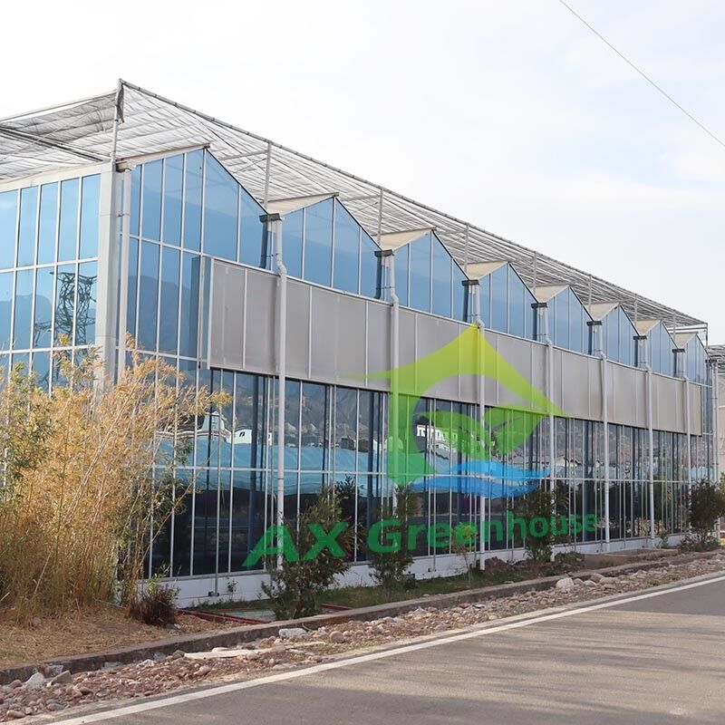 Hot Dipped Galvanized Steel Structure and Reinforced Glass Cover for Optimal Ventilation in Agricultural Glass Greenhouse