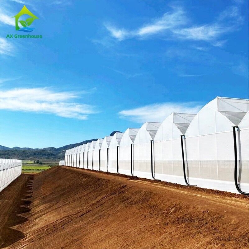Plastic UV Film Poly Tunnel Agricultural Sawtooth Multi-span Custom Greenhouse for Sale